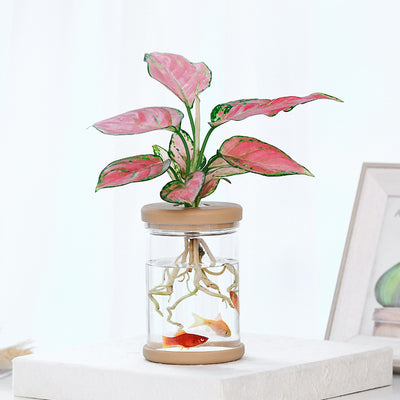 Hydroponic Flower Stand Green Plant Flower Pot Mini Aquarium