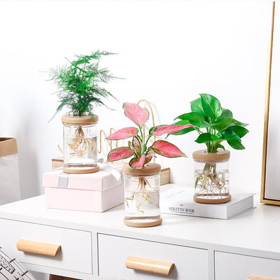 Hydroponic Flower Stand Green Plant Flower Pot Mini Aquarium